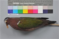 藏品(翠翼鳩)的圖片